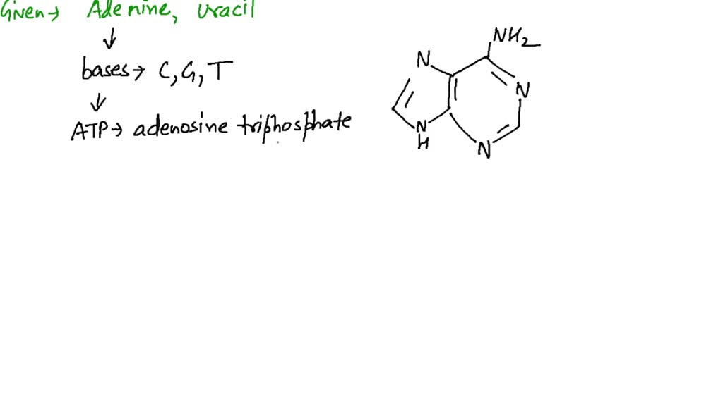 SOLVEDDraw the structures of adenine and uracil (which replaces