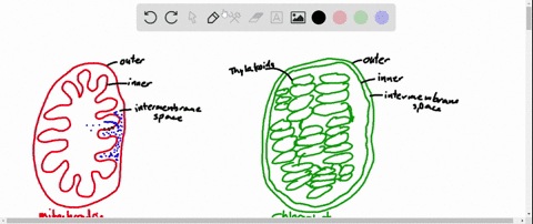 chloroplasts-have-a-third-internal-compartment-the-thylakoid-space-bounded-by-the-thylakoid-membrane