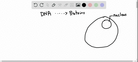 why-did-researchers-suspect-that-dna-does-not-code-for-proteins-directly