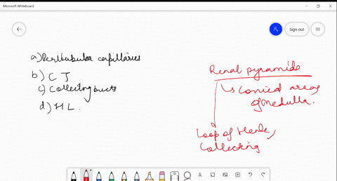 which-one-of-the-following-is-not-a-part-of-renal-pyramid-a-peritubular-capillarles-b-convoluted-tub