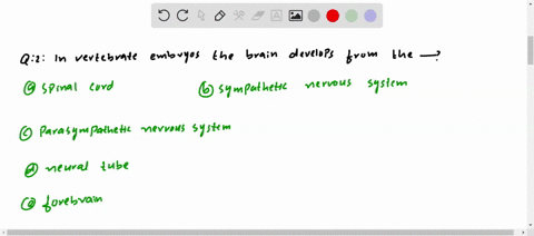in-vertebrate-embryos-the-brain-develops-from-the-a-spinal-cord-b-sympathetic-nervous-system-c-paras