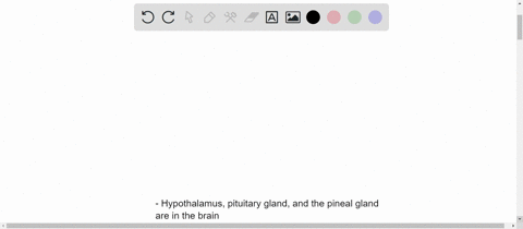 what-are-the-major-endocrine-glands-in-the-human-body-and-where-are-they-located