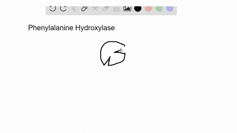 the-first-reaction-in-the-catabolism-of-phenylalanine-uses-the-enzyme-phenylalanine-hydroxylase-pah-