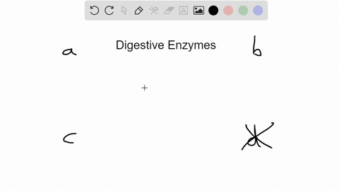 the-organ-that-is-responsible-for-producing-digestive-enzymes-is-the-_______-a-liver-b-gallbladder-c
