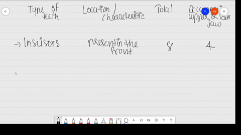 name-different-types-of-teeth-and-their-number-in-an-adult-human