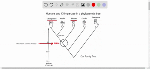 which-best-describes-the-relationship-between-chimpanzees-and-humans-a-chimpanzees-evolved-from-huma