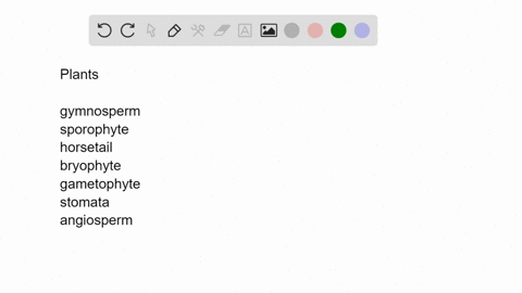match-the-terms-appropriately-__________gymnosperm-__________sporophyte-__________horsetail-________