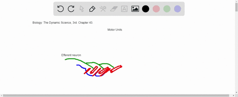 which-description-is-characteristic-of-a-motor-unit-a-a-single-motor-units-muscle-fibers-vary-amon-2