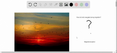what-type-of-sensory-system-do-migrating-birds-use-to-detect-direction