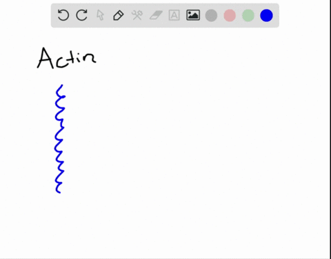 describe-two-similarities-and-two-differences-between-actin-filaments-and-microtubules