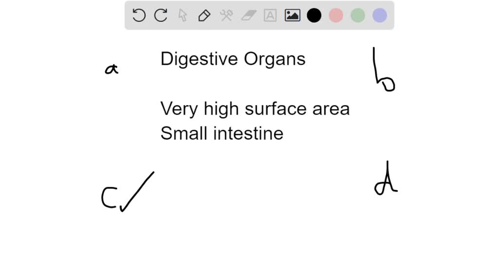 SOLVEDFunctions of the digestive system include (p. 402) a. mechanical