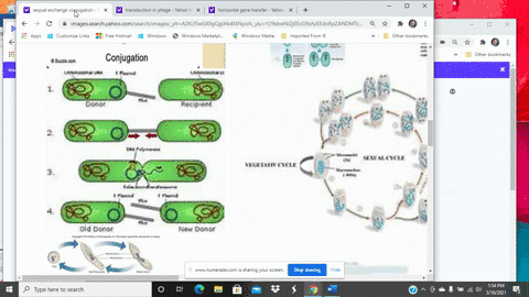 what-are-the-three-general-mechanisms-for-horizontal-gene-transfer