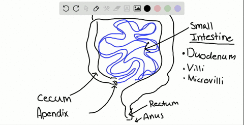 identify-a-part-of-the-digestive-system-that-includes-the-following-duodenum-cecum-appendix-rectum-a