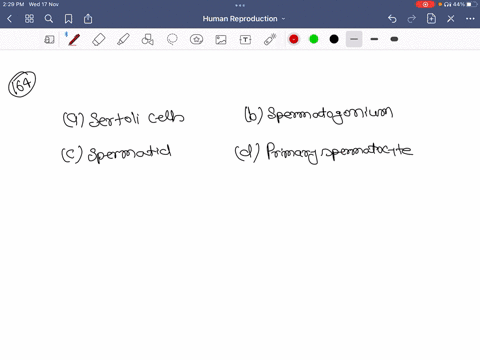 what-does-f-represent-in-the-figure-a-sertoli-cells-b-spermatogonium-c-spermatid-d-primary-spermatoc