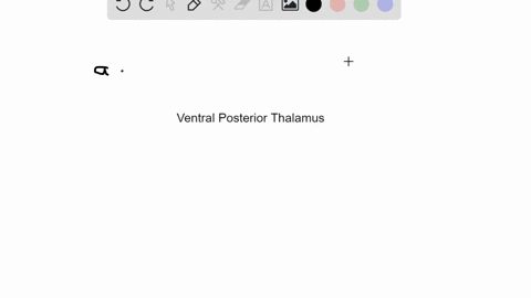 which-of-these-sensory-modalities-does-not-pass-through-the-ventral-posterior-thalamus-a-gustatory-b