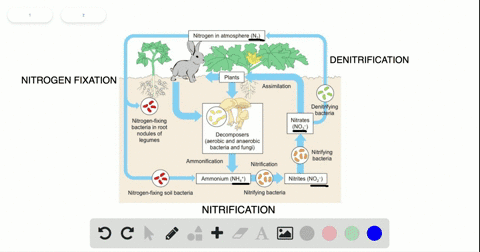 choose-from-the-terms-below-about-the-nitrogen-cycle-a-nitrogen-fixing-bacteria-b-denitrifying-bac-4