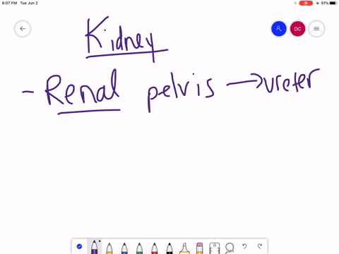 which-of-the-following-statements-about-the-kidney-is-false-a-the-renal-pelvis-drains-into-the-urete