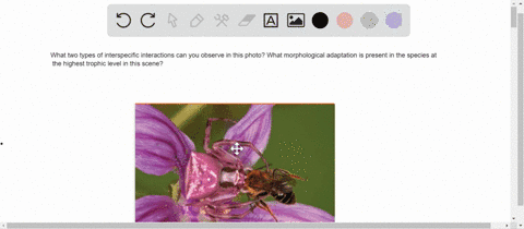 describe-two-types-of-interspecific-interactions-that-you-can-observe-in-this-photo-what-morphologic