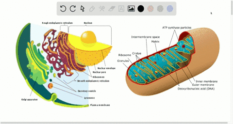explain-why-the-structure-of-the-er-mitochondria-and-golgi-apparatus-assist-their-respective-functio