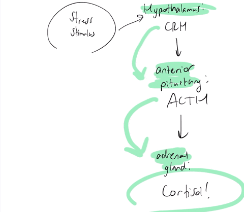 what-function-does-cortisol-play-in-the-initial-response-to-stress