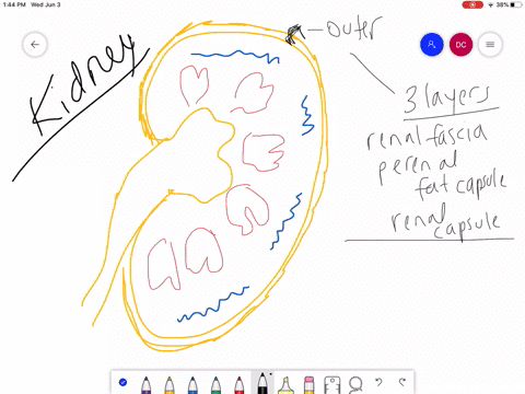 describe-the-structure-of-the-kidney