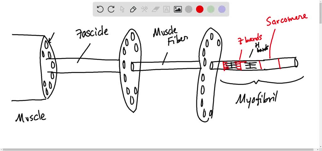 solved-what-is-the-smallest-functional-unit-of-contraction-a-fiber-b