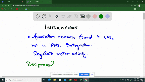 why-is-an-interneuron-needed-to-provide-reciprocal-inhibition-of-the-flexor-muscle-when-an-extensor-