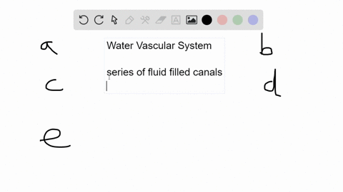 which-phylum-includes-animals-that-have-a-water-vascular-system-a-echinodermata-b-hemichordata-c-c-2