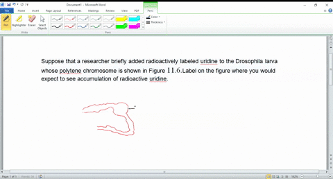 suppose-that-a-researcher-briefly-added-radioactively-labeled-uridine-to-the-drosophila-larva-whose-