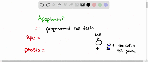 what-is-apoptosis-a-an-experimental-technique-used-to-kill-specific-cells-b-programmed-cell-death-th