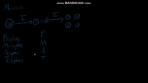 questions-15-17-match-the-event-of-mitosis-with-stages-listed-below-which-stage-is-metaphase-ii-of-m