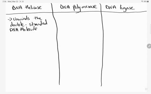 explain-the-roles-of-dna-helicase-dna-polymerase-and-dna-ligase-in-the-process-of-dna-replication