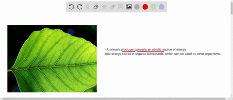 SOLVED:Plants Use Carbon Dioxide From The Air And Are Therefore Called ...