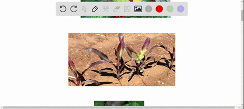 using-table-351-as-a-guide-describe-some-of-the-known-roles-of-nitrogen-phosphorus-and-potassium-in-