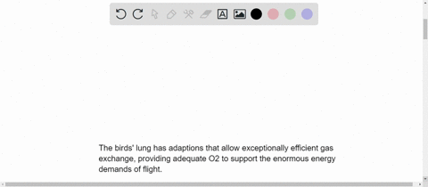 describe-the-respiratory-system-of-birds-and-how-it-allows-oxygen-rich-air-to-enter-the-lungs-during