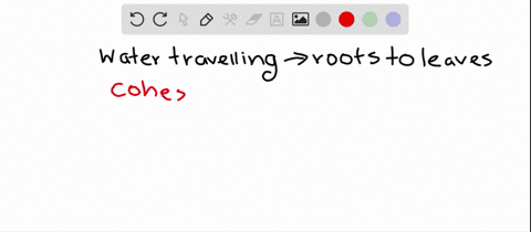 water-transport-from-roots-to-leaves-occurs-by-______-a-pressure-flow-b-differences-in-source-and-si
