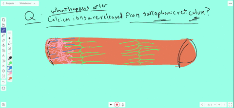 calcium-ions-are-released-from-the-sarcoplasmic-reticulum-what-happens-next-a-acetylcholine-is-rel-4