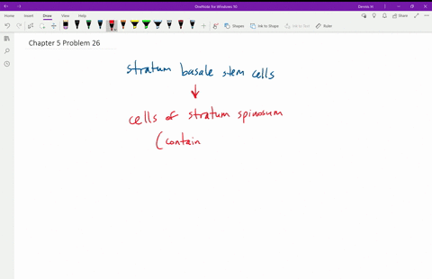 cells-of-the-epidermis-derive-from-stem-cells-of-the-stratum-basale-describe-how-the-cells-change-as