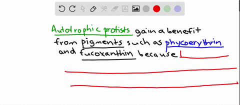 how-do-pigments-such-as-phycoerythrin-in-red-algae-and-fucoxanthin-in-brown-algae-benefit-these-auto