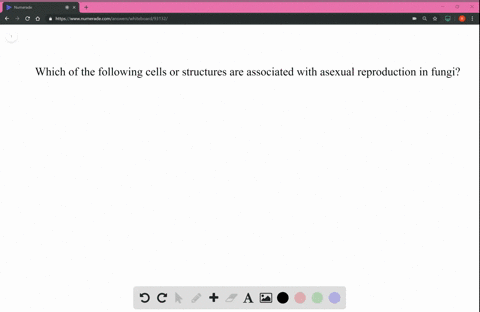 which-of-the-following-cells-or-structures-are-associated-with-asexual-reproduction-in-fungi-beginar