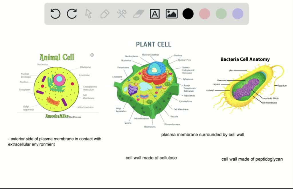 SOLVED:Compare and contrast the boundaries that plant, animal, and bacteria  cells use to separate themselves from their surrounding environment.