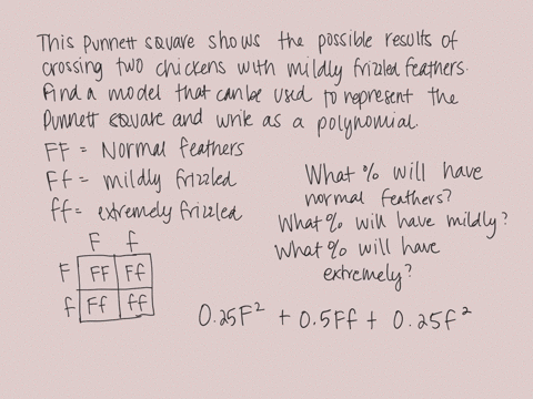 use-the-following-information-in-chickens-neither-the-normal-feathered-gene-f-nor-the-frizzle-feat-2