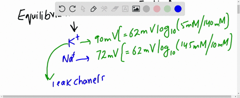 using-the-nernst-equation-and-the-ion-concentrations-given-in-table-12-1-p-391-calculate-the-equilib