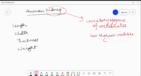 the-correct-dimensions-of-human-kidney-are-beginarraylllltext-length-text-width-text-thickness-text-