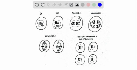 the-amount-of-dna-per-cell-of-a-particular-species-is-measured-in-cells-found-at-various-stages-of-m