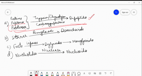 select-the-incorrect-from-the-following-b-starch-stackreltext-amylase-longrightarrow-disaccharides-c