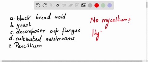 which-of-the-following-fungi-does-not-have-a-mycelium-a-black-bread-mold-b-yeast-c-decomposer-cup--5
