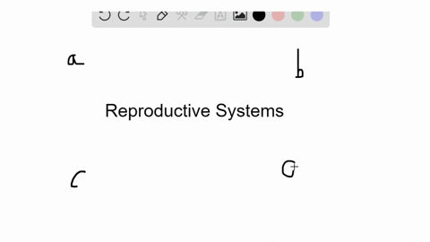 which-of-the-following-are-similar-features-of-the-reproductive-systems-of-males-and-females-a-the-2