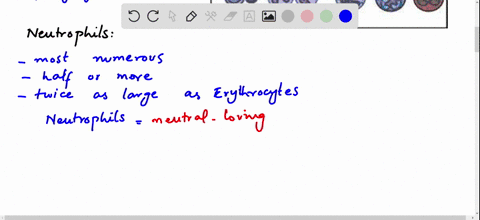 briefly-describe-the-different-types-of-white-blood-cells-by-structure-and-function-pages-121-122