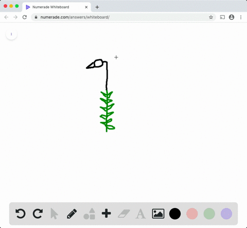 the-diploid-sporophyte-stage-is-dominant-in-the-life-cycles-of-all-of-the-following-except-a-a-pin-2